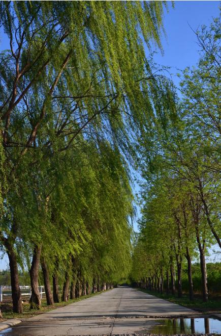 有種美味叫春天