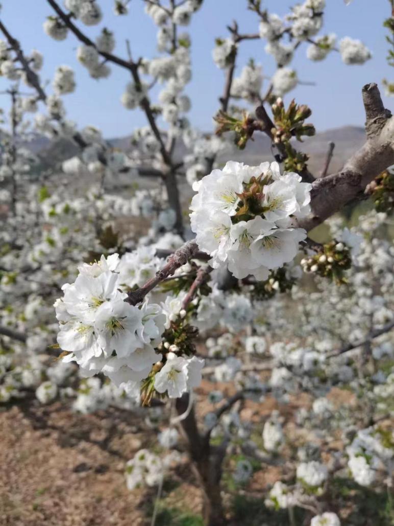 花開春意濃——盛開的櫻桃花
