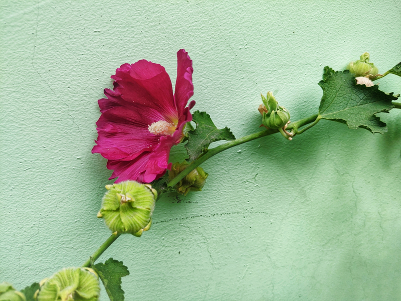 蜀葵花開，藏在記憶里的祖孫情