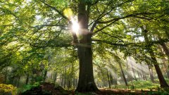 上下同欲、葉茂根深