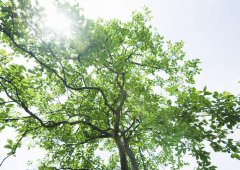 學(xué)會(huì)放棄，勇于擔(dān)當(dāng)