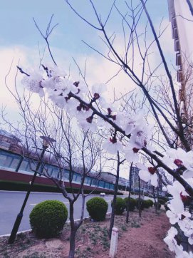 桃紅，那一抹迷人的春色