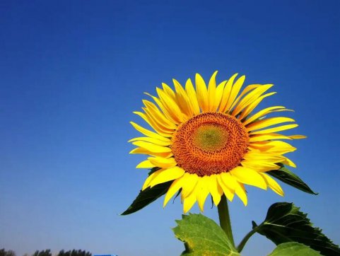 齊心抗疫 靜待花開