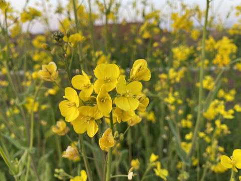 春風(fēng)如約而至