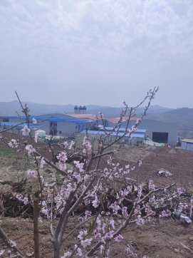 春天的臨臨項目部