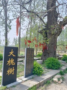 大槐樹(shù)